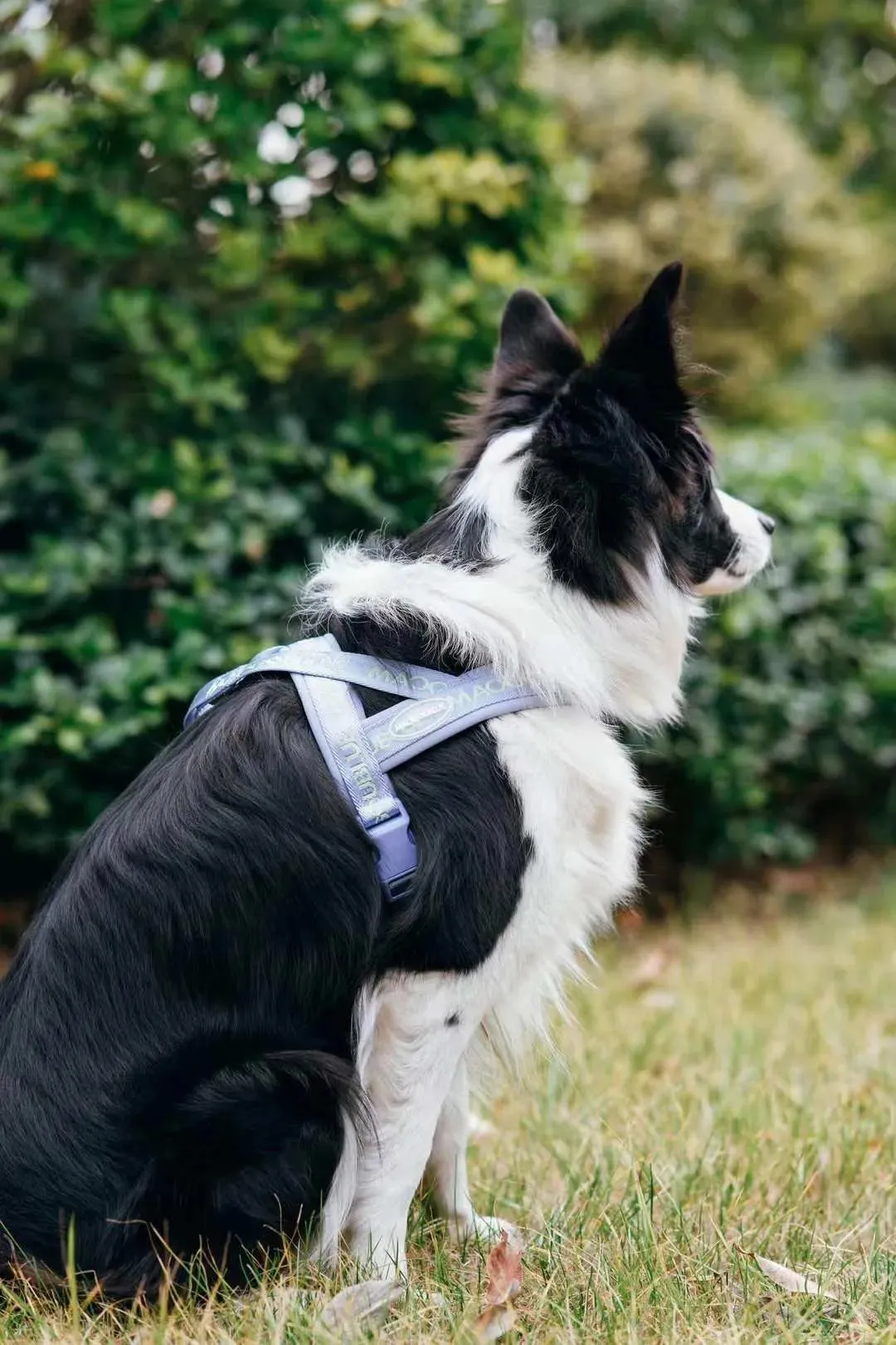 Signature Dog Harness