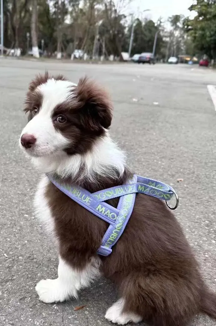 Signature Dog Harness